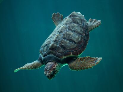 Un ejemplar de tortuga boba (‘Caretta Caretta’)