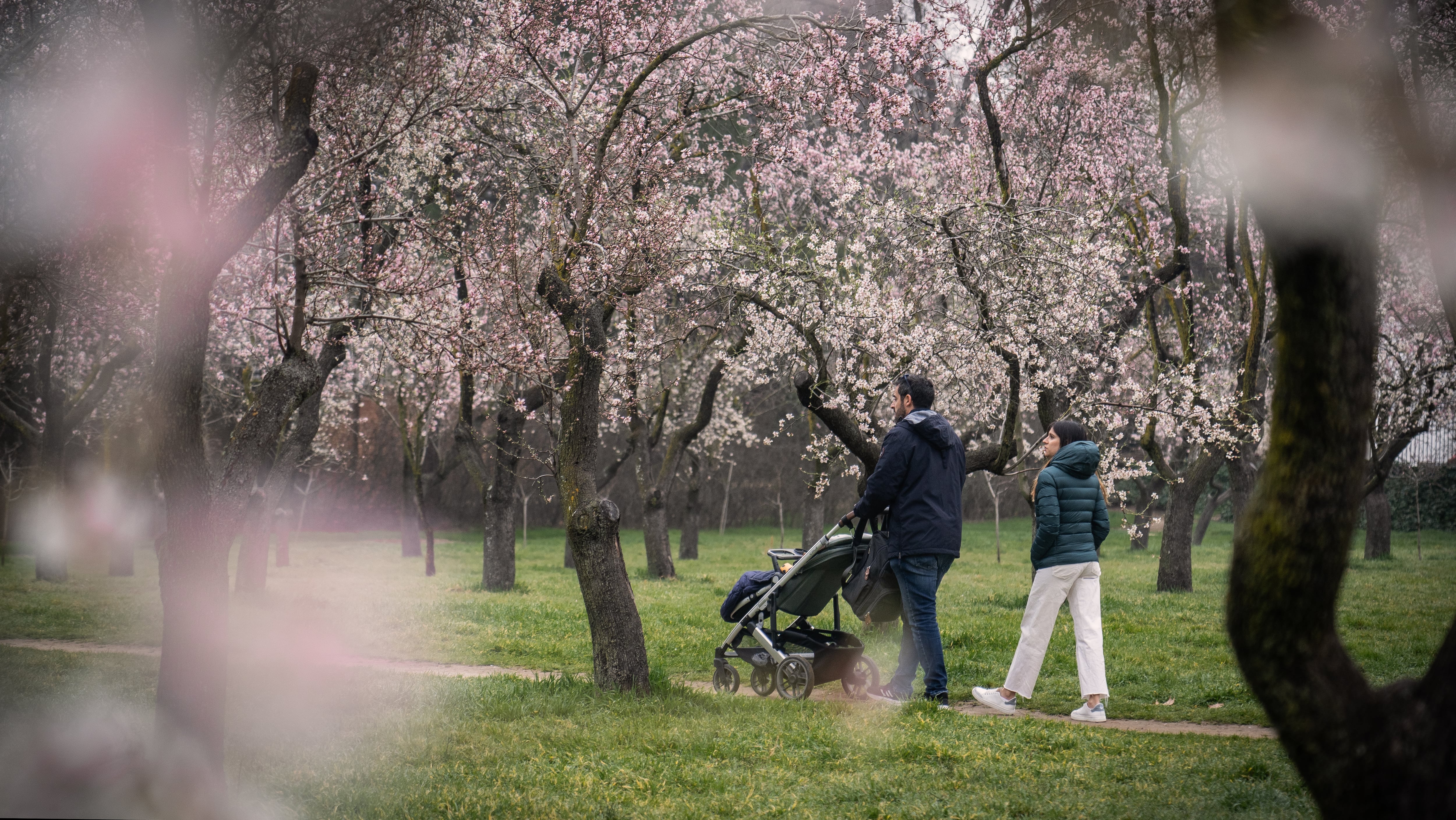 Una pareja pasea por la Quinta de los Molinos entre los almendros en flor.