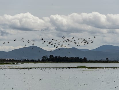 Una bandada de pájaros en el lago Nabor Carrillo, parte del nuevo Parque Ecológico de Texcoco. En vídeo, las obras del parque.