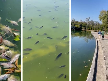 Decenas de peces en un lago del Bosque de Chapultepec en Ciudad de México el 27 de noviembre de 2022. 