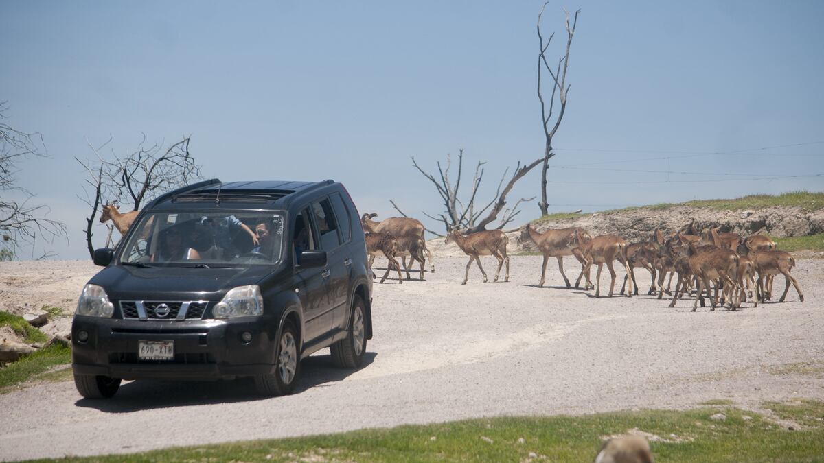 clima puebla africam safari