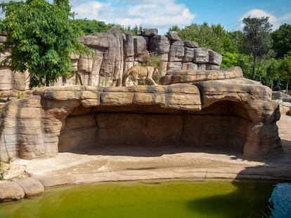 Uno de los leones del Zoo de Barcelona. En vídeo, los leones del Zoo de Barcelona estrenan un hábitat que simula la sabana africana.