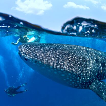 Buceadores y un tiburón ballena en aguas de Maldivas.