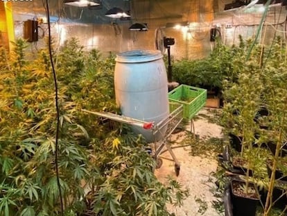 Plantas de marihuana intervenidas en una operación de desmantelamiento de la banda Los Ángeles del Infierno, en Tenerife. En vídeo, las imágenes de la operación.
