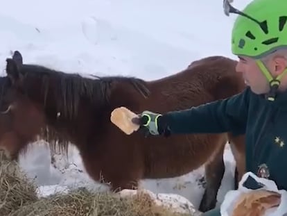 Un Guardia Civil alimenta el pasado 13 de enero a una yegua que se quedó aislada por la nieve en Picos de Europa. En vídeo, un recuento de algunos de los rescates que se llevaron a cabo a causa del temporal Filomena.