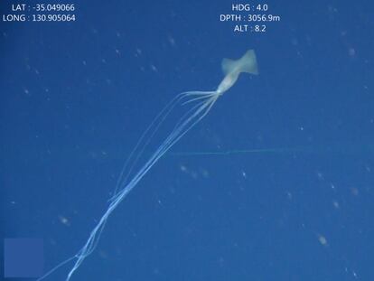 Un calamar aleta grande avistado en aguas australianas. En vídeo, filman a cinco ejemplares de calamares aleta grande en Australia.