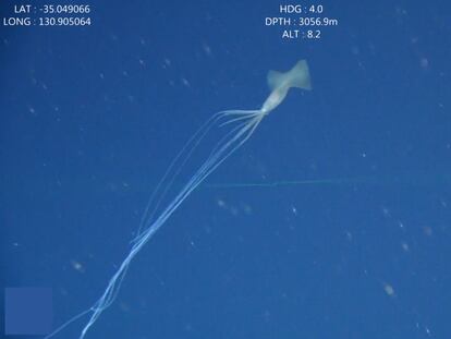 Un calamar aleta grande avistado en aguas australianas. En vídeo, filman a cinco ejemplares de calamares aleta grande en Australia. 