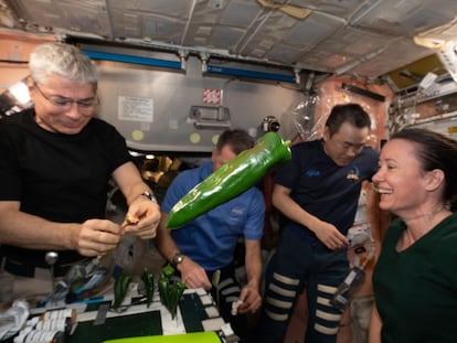 Un chile verde flotando mientras los miembros de la tripulación de la Expedición 66 realizan una prueba de sabor como parte de la investigación.