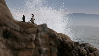Una pareja de pingüinos en Islote Pájaros Niños, en Valparaíso, el 6 de junio, 2024.