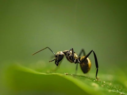 
Fotografía de una hormiga dorada, el 19 de agosto de 2022, en el parque Carara, ubicado en el pacífico central de Costa Rica. 