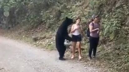 En foto, un oso interactuando con humanos en México. en vídeo, un oso se acerca a un grupo de visitantes de un parque de México.