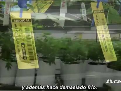 La recuperación de Colorado con ayuda de la marihuana crea otro problema