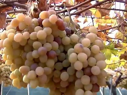 Las uvas, un 30% más caras