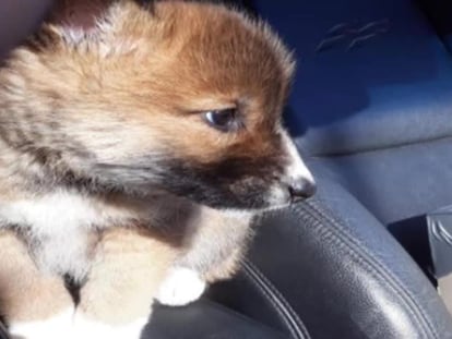 ‘Wandi’, el cachorro que quizás cayó del cielo, es un dingo