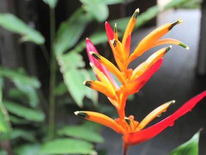 Ameaçado o paraíso brasileiro onde vive um terço das abelhas tropicais.