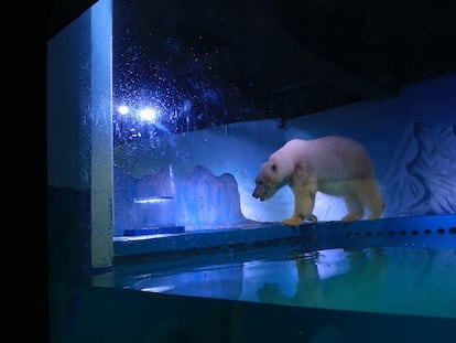 Um milhão de assinaturas para libertar o “mais triste urso polar”