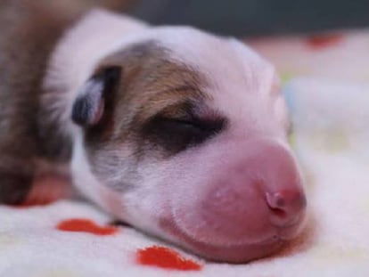 O cão clonado, ainda recém-nascido