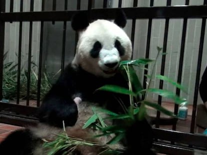 A panda gigante Shin Shin, com o bebê no colo.