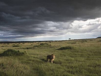 Um leão na reserva nacional de Masai Mara.
