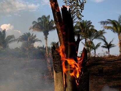 Incêndios na floresta amazônica causam alarme por aumento do desmatamento.