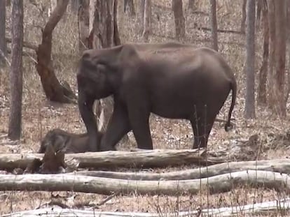 Elefanta tenta ajudar o filhote gravemente ferido pelo ataque de um tigre