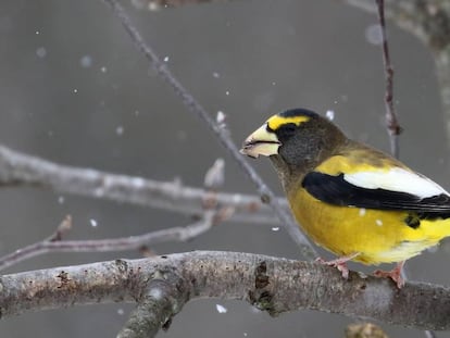 O pepitero do norte pertence ao grupo de passeriformes, a ordem aviária que mais população está perdendo. Em vídeo, imagens da American Bird Conservacy sobre o desaparecimento de 50% das aves mais comuns.