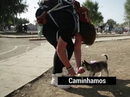 Adolescente sírio percorre 500 quilômetros a pé com seu cachorro