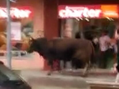 Col·lectius animalistes condemnen l’abatiment d’un toro a Mataró