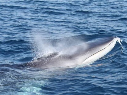 Una balena alimentant-se en el Garraf.