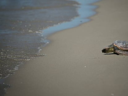 Una de les tortugues alliberades.