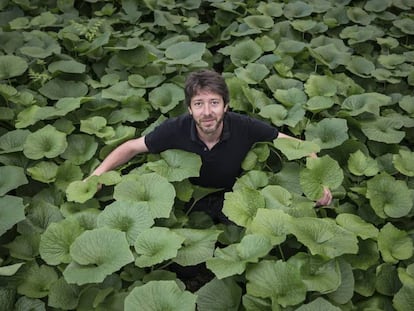 L'empresa Yamaaoi conrea i comercialitza wasabi des del Montseny.