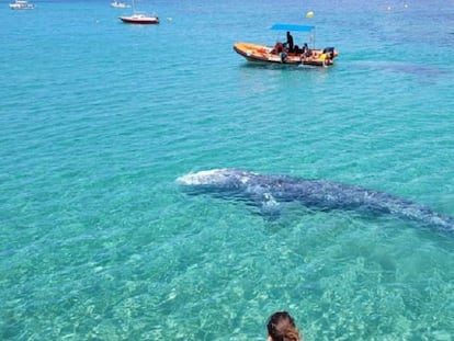 La balena grisa perduda al Mediterrani agonitza a Mallorca