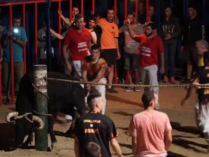 Els antitaurins denunciaran els correbous amb noves gravacions