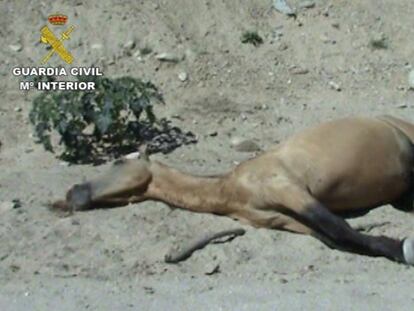 Uno de los caballos hallados muertos en la finca.