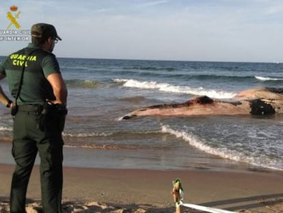 Una ballena de seis toneladas aparece muerta en la costa de Cullera