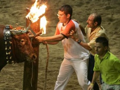 'Bou embolat' en un municipio valenciano.