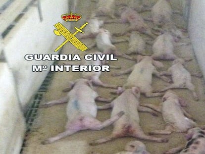 Dos jóvenes mataron a 72 lechones saltando sobre ellos.