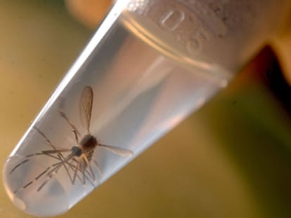 El mosquito Aedes aegypti, que transmite el zika Rafael Neddermeyer Fotos Públicas