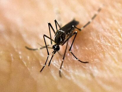 Un mosquito portador del virus del zika.