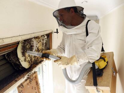 Un apicultor aspira abejas de una colmena sin causar su muerte.