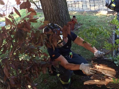 Un bombero inspecciona la rama rota que cayó sobre el vecino.