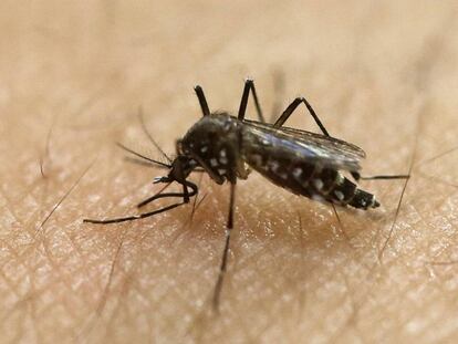Un mosquito portador del virus Zika.