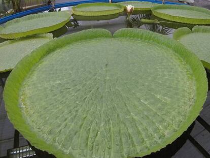 Piscina instalada en la Fundación Sales para el cultivo de la Victoria cruziana donada por los Kew Gardens de Londres.