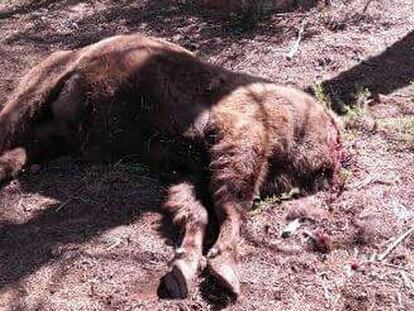 El bisonte Saurón, que apareció decapitado el viernes.