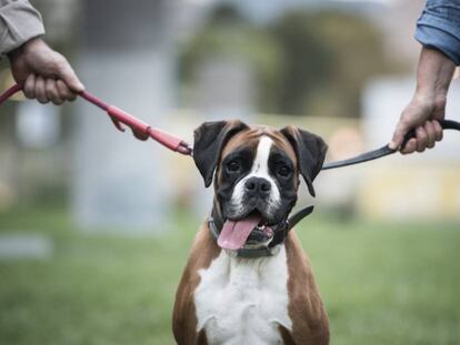 Las disputas por las custodias de las mascotas aumentan./ Foto y Vídeo: GIANLUCA BATTISTA