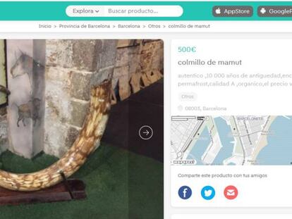 Cada colmillo de mamut sale a la venta por 500 euros.