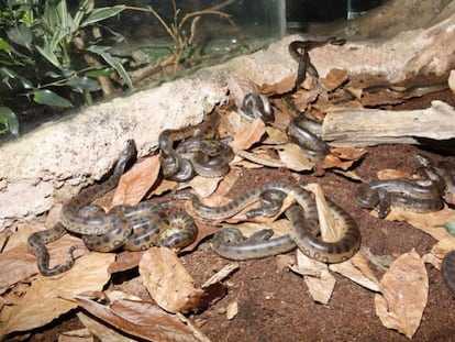 Varias de las 38 anacondas nacidas en el Bosque Inundado del CosmoCaixa de Barcelona.