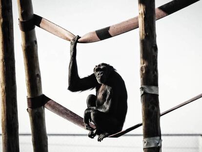 El chimpancé 'Yaki'.