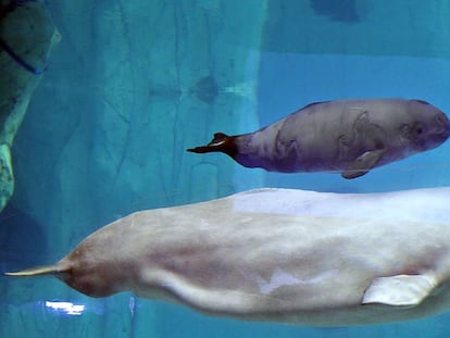 La hembra beluga de 20 años, Yulka, nada junto a su cría, Kylu, de dos meses, en el acuario de L'Oceanogràfic de Valencia.