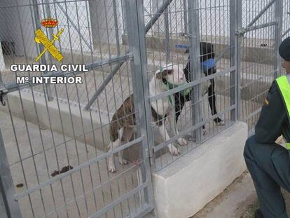 Los perros, protagonistas del suceso, en un centro de acogida.